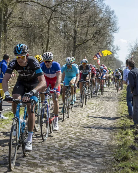 El Pelotón en el Bosque de Arenberg- Paris Roubaix 2015 —  Fotos de Stock