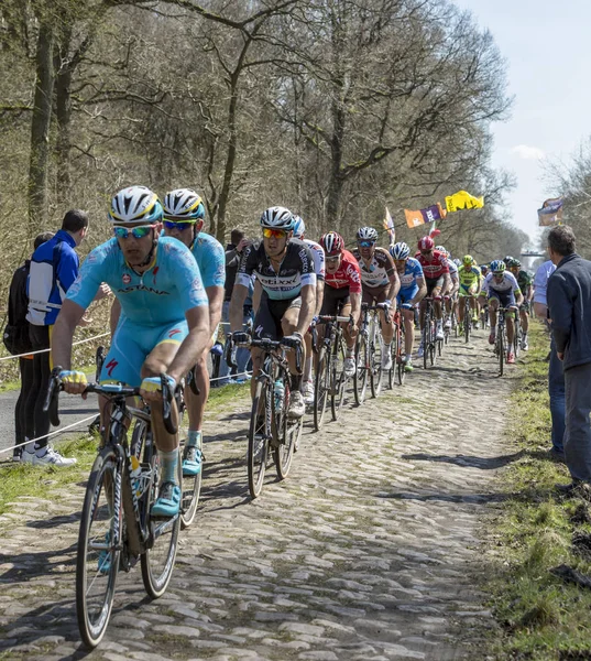 The Peloton in The Forest of Arenberg- Paris Roubaix 2015 — Stock Photo, Image