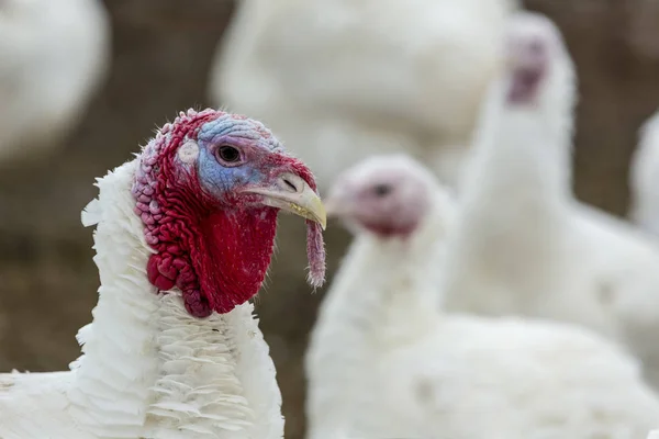 Turkey-poult — Stock Photo, Image