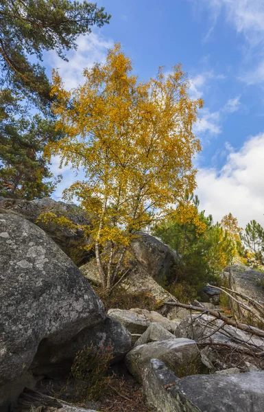 Cena de outono na floresta de Fontainebleau — Fotografia de Stock