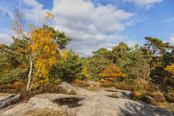 Wald von Fontainebleau — Stockfoto