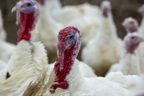 Turkey-poult — Stock Photo, Image