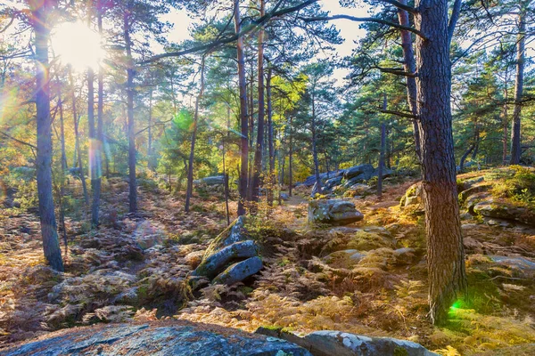 Bos in het najaar met Lens Flares — Stockfoto