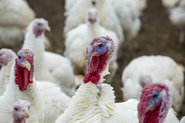 Turkey-poult — Stock Photo, Image