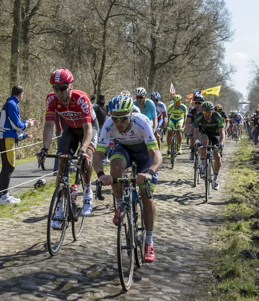 Peloton v lese Arenberg Paříž Roubaix 2015 — Stock fotografie