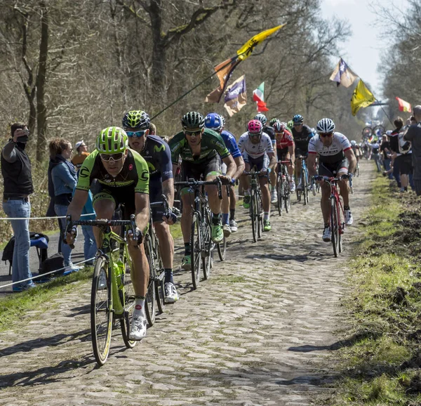 The Peloton in The Forest of Arenberg- Paris Roubaix 2015 — Stock Photo, Image