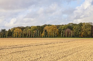 Plain autumn landscape with a forest in the distance. Location: Beauce-the main agricultural region in the center of France. clipart