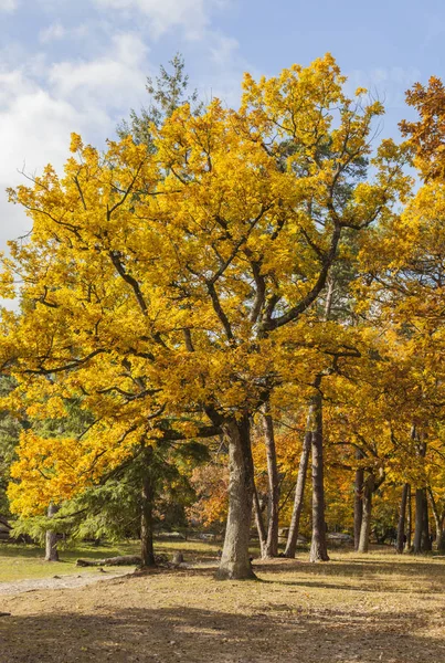 Sarı Bir Ormanda Sonbahar Görüntüsü — Stok fotoğraf