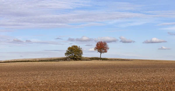 Autumn Plain Landscape Two Remote Trees Distance — Stock Photo, Image