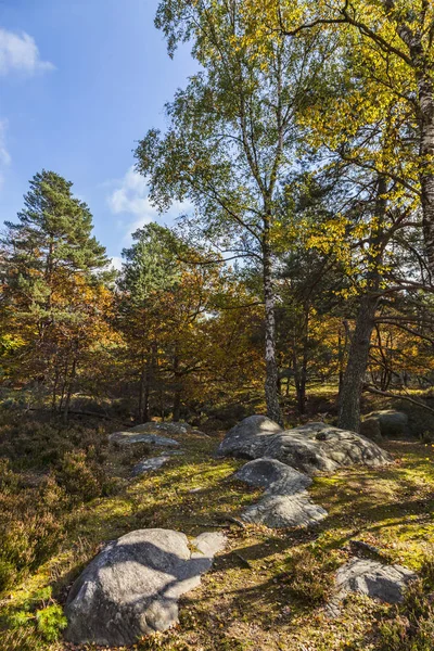 Mooie Herfst Landschap Met Kleurrijke Bomen Rotsen Gelegen Fontainebleau Bos — Stockfoto