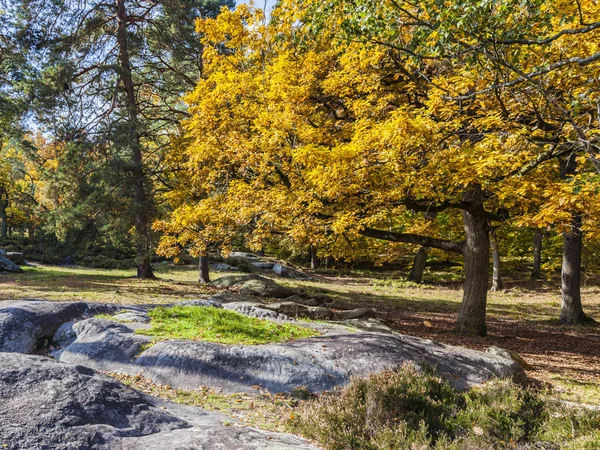 Bela Paisagem Queda Com Árvores Coloridas Rochas Localizadas Floresta Fontainebleau — Fotografia de Stock