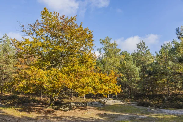 Szép Őszi Táj Színes Fák Sziklák Fontainebleau Erdő Franciaországban — Stock Fotó