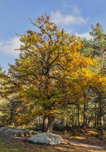 Hermoso Paisaje Otoño Con Árboles Coloridos Rocas Ubicadas Bosque Fontainebleau — Foto de Stock