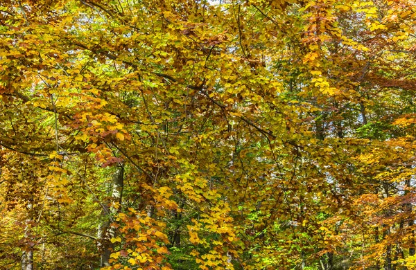 Detalj Bild Vacker Gul Skog Höst — Stockfoto