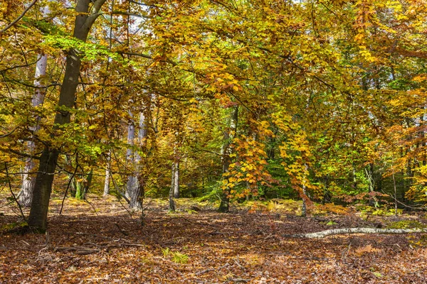 Image Beautiful Yellow Forest Autumn — Stock Photo, Image