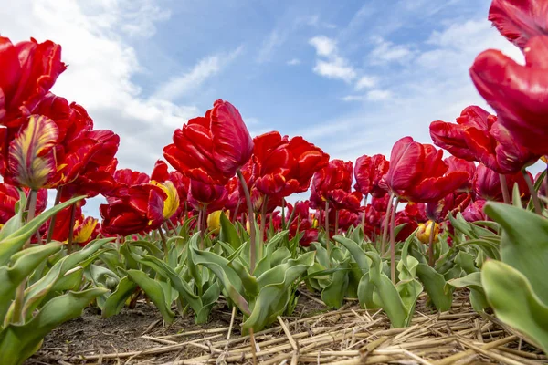 Tulipas vermelhas em um campo — Fotografia de Stock