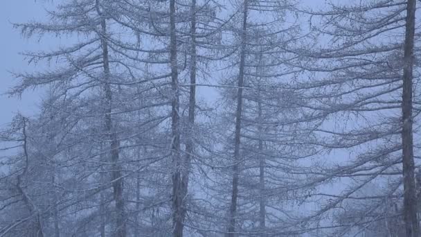 Felvételek Egy Nagy Hóesésről Erdőben — Stock videók