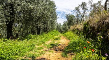 Zeytin Bahçesizafer yeşil yol levhası