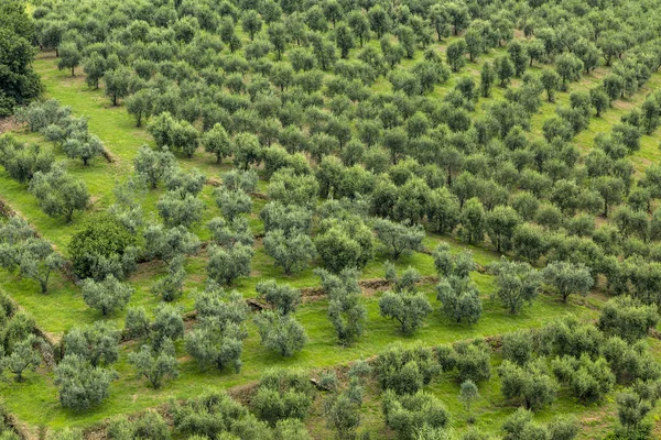Olivenbaumplantage - Luftaufnahme — Stockfoto