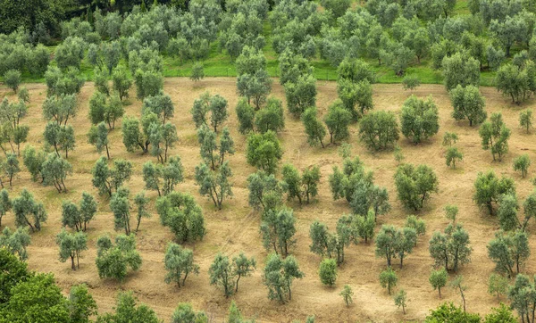 Olijfboomplantage - Uitzicht vanuit de lucht — Stockfoto