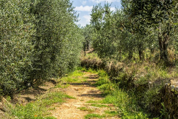 Оливковий сад — стокове фото