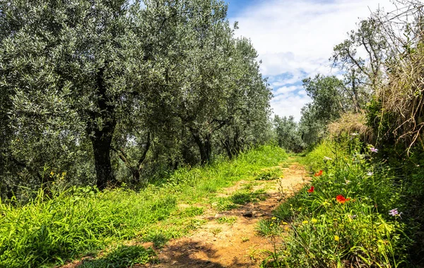 Olive Orchard — Stock Photo, Image