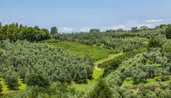 Bella Vista Sulle Colline Toscane Durante Una Mattina Estate — Foto Stock