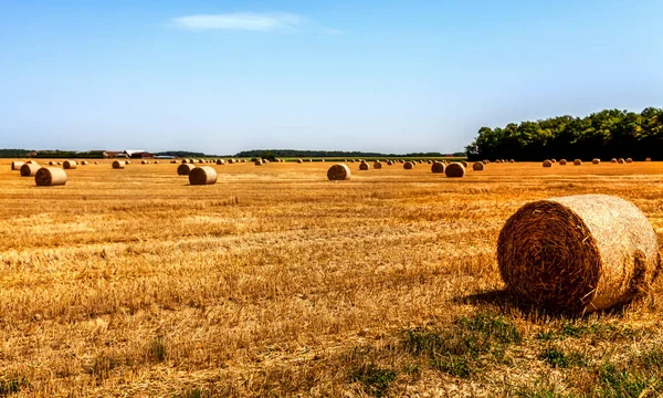 Paisagem Campo Com Fardos Feno Verão — Fotografia de Stock