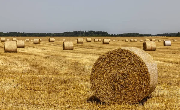 Feltlandskap Med Høyballer Sommeren – stockfoto