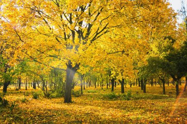 Renkli ağaçlar ve güneş ışığıyla güzel bir sonbahar parkı.