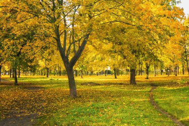 Renkli ağaçlar ve güneş ışığıyla güzel bir sonbahar parkı.