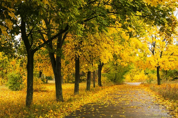 Schöner Herbstpark Mit Bunten Bäumen Und Sonnenlicht — Stockfoto
