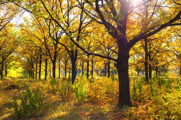 Schöner Herbstpark Mit Bunten Bäumen Und Sonnenlicht — Stockfoto