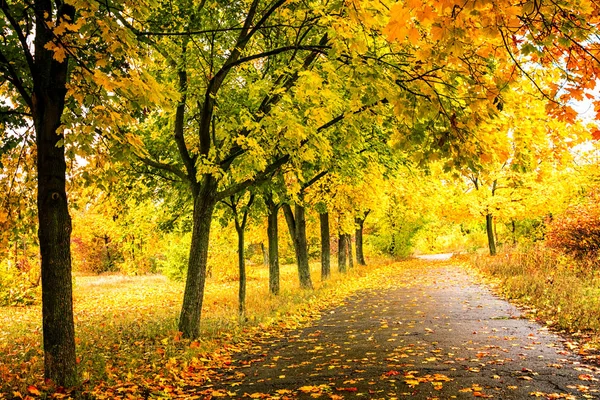 Schöner Herbstpark Mit Bunten Bäumen Und Sonnenlicht — Stockfoto