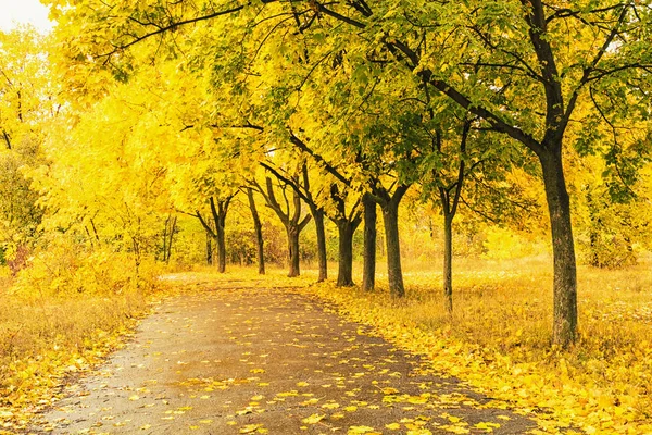 Schöner Herbstpark Mit Bunten Bäumen Und Sonnenlicht — Stockfoto