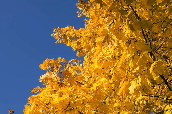 Leuchtend Gelbes Laub Gegen Blauen Himmel — Stockfoto