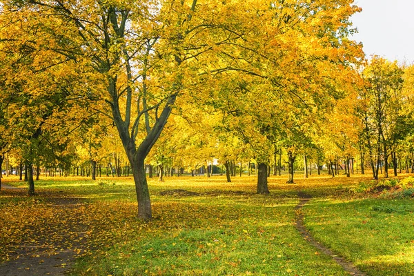 Schöner Herbstpark Mit Bunten Bäumen Und Sonnenlicht — Stockfoto