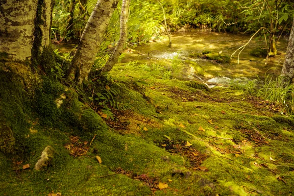 Cascade Sur Rivière Korana Slunj Croatie — Photo