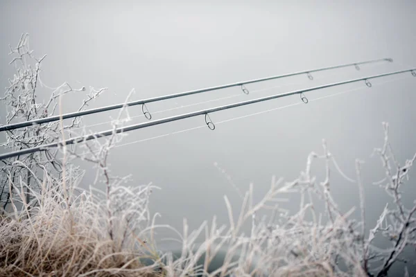 Рыболовные палочки для карпов на стойках у озера — стоковое фото