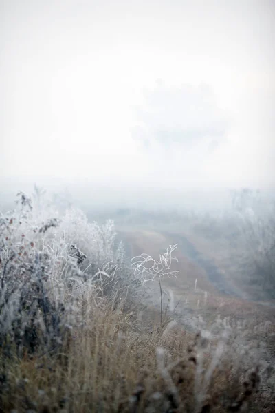 Nebbioso campo mattutino e alberi — Foto Stock