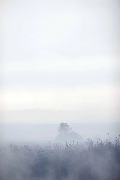 Mlhavé ráno pole a stromy — Stock fotografie
