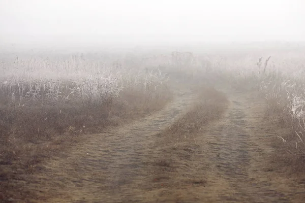 Morgenlandschaft im Feld mit dichtem Nebel — Stockfoto