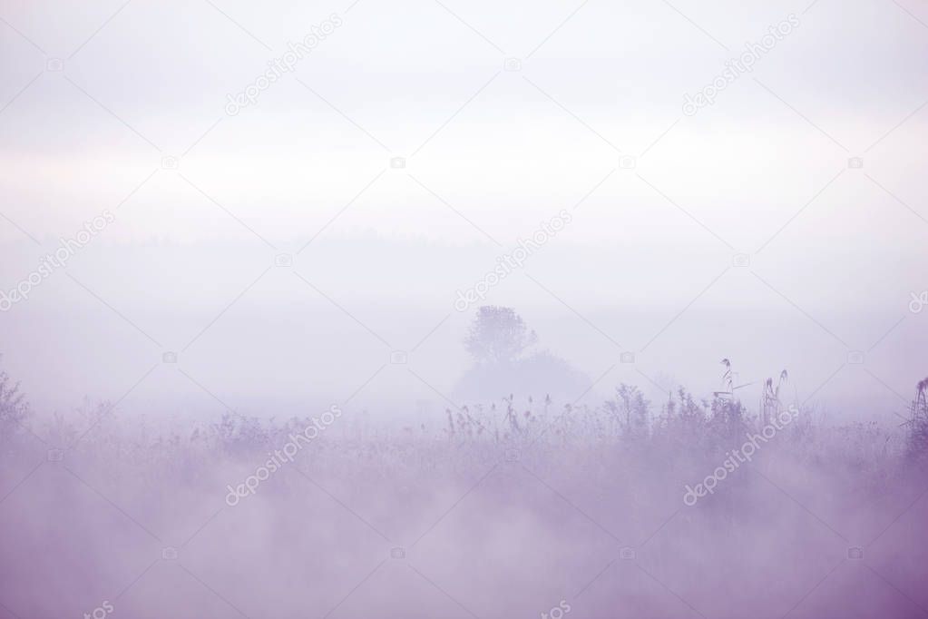 Morning landscape in the field with a dense fog