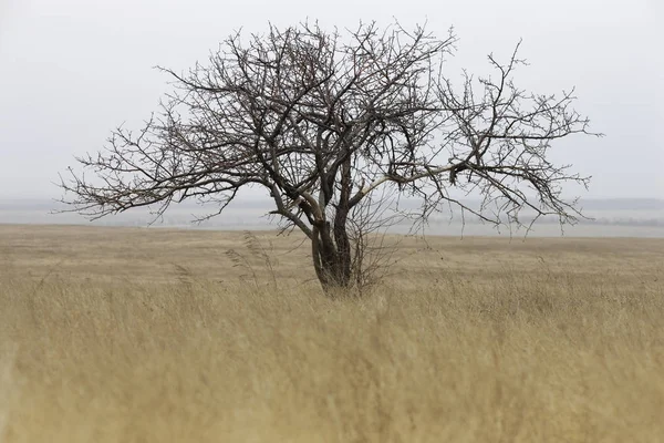 Vahşi erken sabah yalnız ağacı — Stok fotoğraf