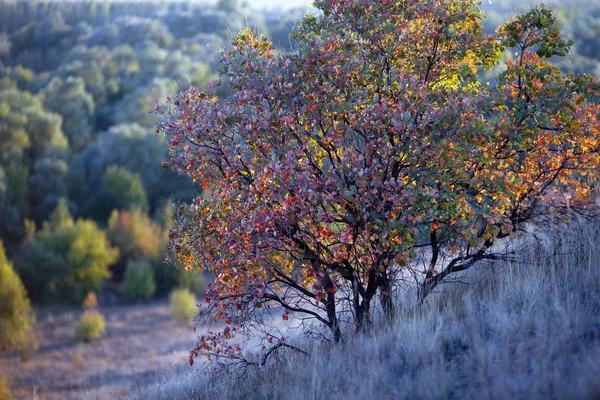 Árbol solitario en la naturaleza temprano en la mañana — Foto de Stock