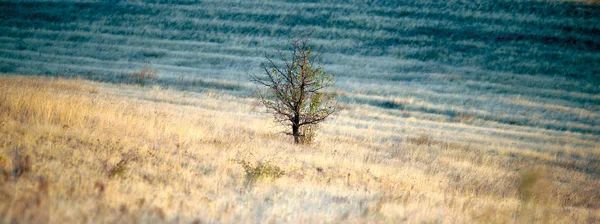 Lone tree in the wild early morning — Stock Photo, Image