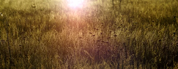 Gras in het zonlicht — Stockfoto