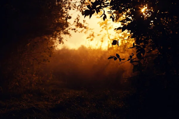 Çimenler gün ışığında — Stok fotoğraf