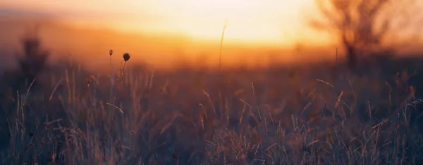 Grama na luz do sol — Fotografia de Stock