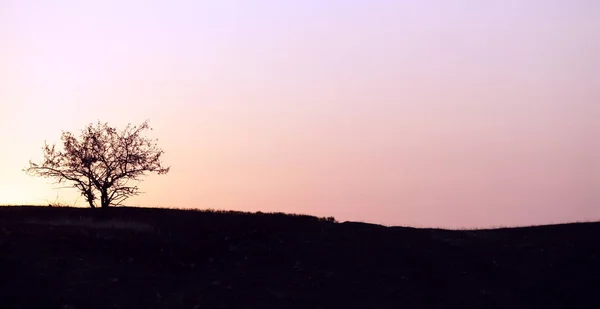 Paisagem nebulosa cedo em um fundo de uma árvore nas montanhas — Fotografia de Stock